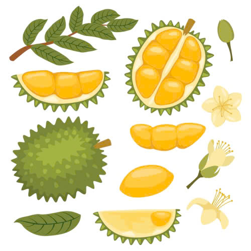 nang-nguc-an-sau-rieng-duoc-khong-giai-dap-va-luu-y-quan-trong