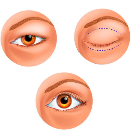 cat-mi-an-khoai-mi-duoc-khong-giai-dap-chi-tiet-va-loi-khuyen-huu-ich